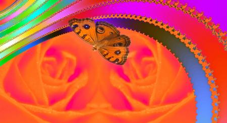 le choix du papillon