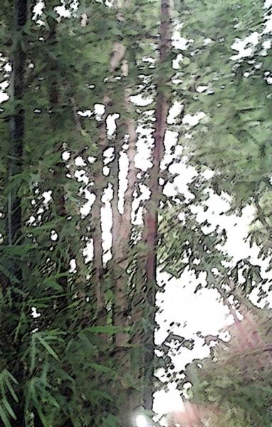 BAMBOO